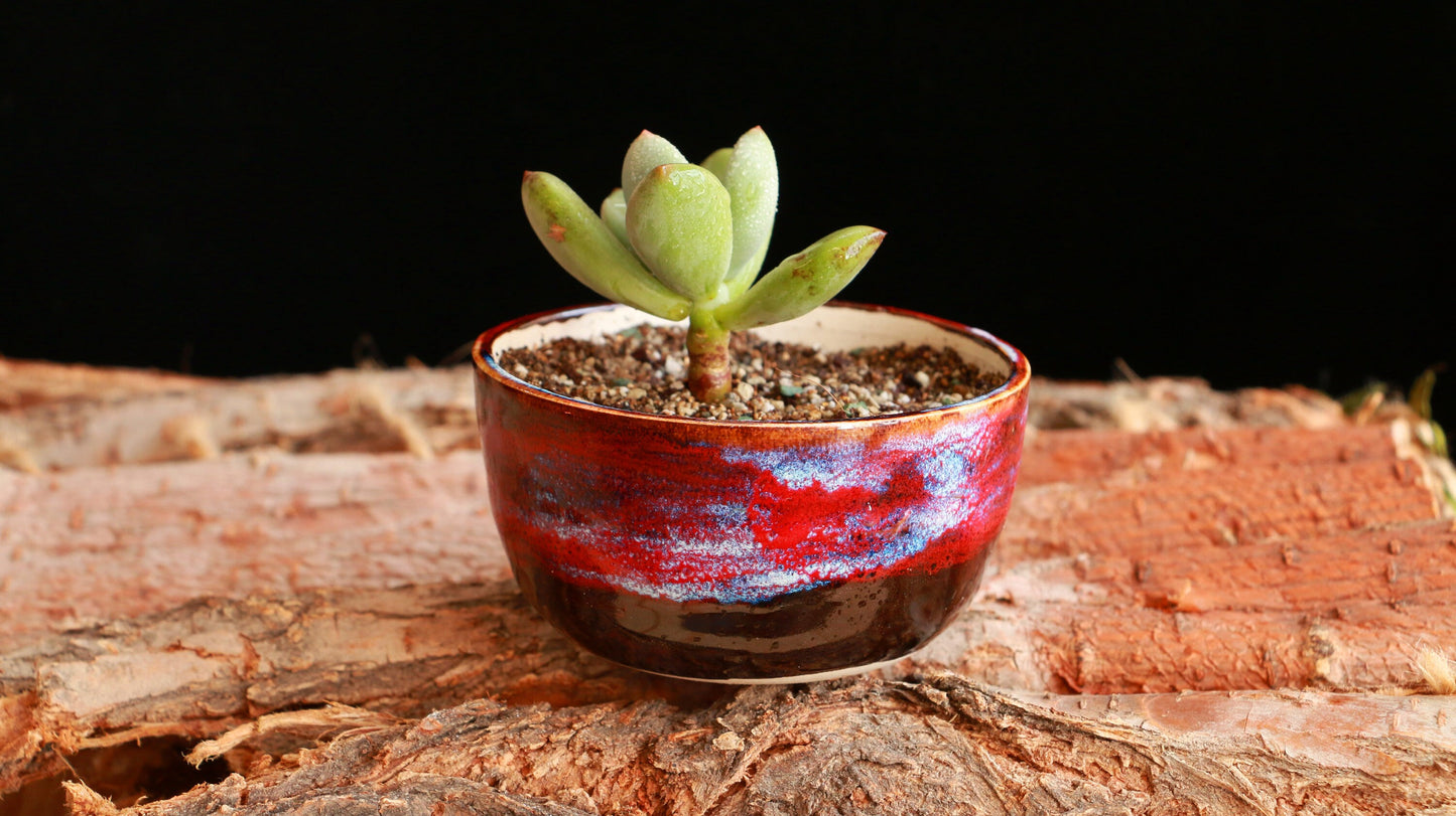 Ceramic Colorful Flower Pot, Succulent Plants, Mini Garden